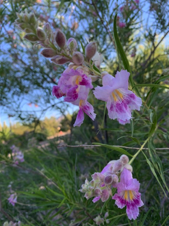 May 8 - Delicate blossoms on a flowering tree where Elsa and I stop for water each morning.